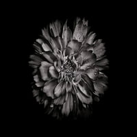 Задния двор Цветя черно и бели от Брайън Карсън