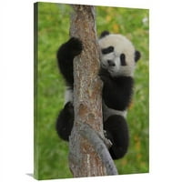Глобална галерия в. Гигантски панда кубче в дърво, родом от Китайското изкуство печат - зоопарк от Сан Диего