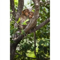 Две маймуни в дърво - Тамил Наду, печат на плакати в Индия, - голям